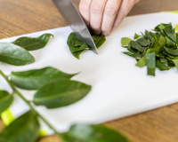 Não é só comer a folha: o que você precisa fazer para aproveitar a proteína da ora-pro-nóbis