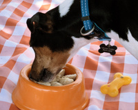 Sorvete para cachorro