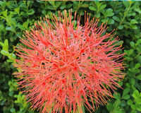 Planta Estrela de Natal: como cuidar e cultivar a Haemanthus, que ficará linda na sua decoração natalina