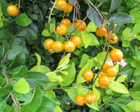 Tem perfume intenso, sabor marcante e cresce em árvores das cidades: descubra essa fruta que é um tesouro da Mata Atlântica no TudoGostoso