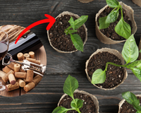 O seu jardim vai explodir com esse truque delicioso: você bebe o vinho e usa esse item nas plantas