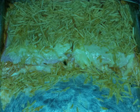 Lasanha de pão de forma do Edi