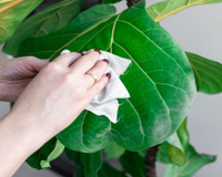 Folhas brilhantes: o ingrediente da despensa que limpa e nutre suas plantas