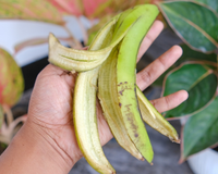 Quase todo mundo joga fora, mas o TudoGostoso explica por que a casca de banana é um verdadeiro tesouro