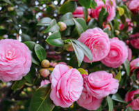 Seu jardim vai ficar muito mais bonito com essas flores: essas 5 espécies são fáceis de cuidar, elegantes e luxuosas