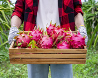 Como plantar pitaya em casa? Com essas dicas você terá essa fruta deliciosa sempre a mão