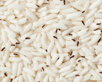 Chega de carunchos na dispensa: esse é o truque que as donas de casa experientes usam para mantê-los afastados da comida