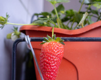 Sem espaço para jardim: como plantar morangos em vasos e ter sempre frutas frescas