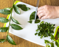 Febre do ora-pro-nóbis: aprenda a fazer refogado crocante; veja receita