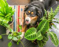 Tem planta e pet? Saiba quando eles não devem se misturar: veja as plantas populares que são tóxicas para animais domésticos