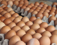 Os produtores de ovos acabaram sendo vítimas do próprio sucesso, passando da glória à crise em questão de meses