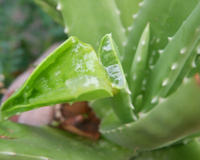 Não é só para os cabelos que a babosa faz bem; veja benefícios surpreendentes dessa planta