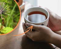 Chá de picão: os múltiplos benefícios da bebida, cuidados e a forma correta de fazer