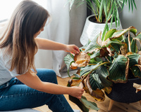 Adeus plantas amareladas: é assim que se faz um fertilizante natural que combate pragas e deixa a sua plantinha linda