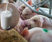 O leite de porca tem um valor nutricional superior ao do leite de vaca, mas por que não é comercializado? Especialistas revelam 3 razões principais