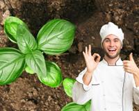 Retire as folhas do manjericão, mas não faça pesto com elas: coloque-as no óleo quente e o resultado será delicioso