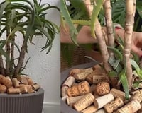 María Ferrarotto, especialista em plantas, ensina: "Colocar rolhas nos vasos ajuda a recuperar as plantas e fazê-las florescer"