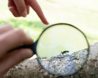 Dizem que comer formiga é bom pra vista, mas o que a ciência diz?