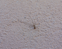Nem toda dica funciona: veja quais truques caseiros realmente ajudam a afastar as aranhas e quais evitar