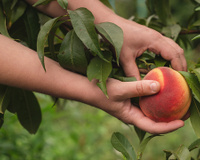 Como cultivar um pessegueiro em casa para que ele dê frutos o ano todo