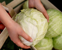 "É seguro comer?" A verdadeira natureza das manchas pretas frequentemente vistas no repolho