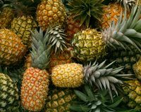 Tradicional no Amapá, Festival do Abacaxi de Porto Grande terá 3 dias de shows