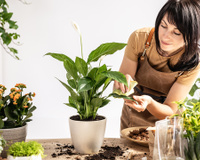 Decoração com plantas para iniciantes: essas são as melhores espécies para ter dentro de casa ou apartamento