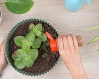 Por que os jardineiros recomendam polvilhar canela na terra das plantas e para que ela serve?