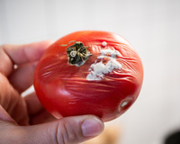 O que acontece se eu comer a 'parte boa' de uma fruta com pontinhos de mofo?