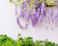 Chega de muro feio, com essas plantas, a frente da sua casa vai ficar mais linda do que nunca!