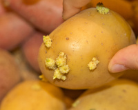 Não é na geladeira, nem na fruteira: as batatas brotam e apodrecem rápido porque você guarda errado