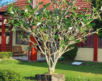 A melhor árvore frutífera para ter em casa: é fácil de cuidar, não danifica o solo e dá frutos deliciosos e nutritivos