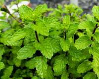 Me ensinaram esse truque de colocar folhas de hortelã na geladeira e agora meu eletrodoméstico nunca fica com odores ruins