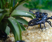 Poucas pessoas sabem, mas essas 3 plantas atraem escorpiões: saiba como prevenir e deixe seu jardim protegido