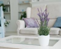 Lavanda em vaso: o que muitos jardineiros ignoram e bloqueia a floração, saiba como cuidar para um crescimento abundante