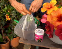 O segredo do saco plástico: como criar uma estufa caseira para mudas de hibisco