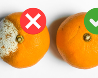 Não adianta escolher a laranja certa no mercado e guardar do jeito errado: evite esse erro comum que acaba mofando a fruta