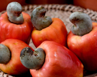 Aumenta a imunidade, ajuda na perda de peso e melhora a saúde do coração: os benefícios do caju