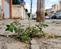 Planta comum que nasce nas calçadas pode trazer muitos benefícios para a saúde e você só precisa de 1 folha
