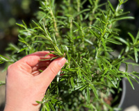 Aqui está como fazer o seu alecrim que nunca cresce virar um verdadeiro arbusto de tão cheio