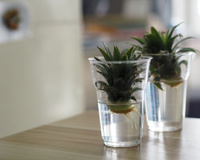 Você vai descobrir agora como plantar abacaxi em casa sem erro com essas dicas infalíveis!