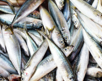 3 peixes bons e baratos