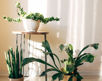 Aprendi com um jardineiro: o que realmente faz diferença para plantas de apartamento quando o calor aumenta