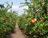 A incrível "fruta dos milagres" é uma das estrelas deste sítio de SC com mais de 2 mil espécies raras e exóticas do mundo