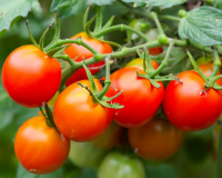 Poucas pessoas sabem, até 90% dos jardineiros erram: regar ou não regar os tomates após o plantio no solo?