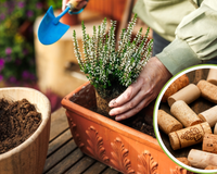 Não jogue fora as rolhas de vinho, elas são o segredo para salvar o seu jardim