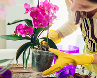 A sua orquídea vai viver mais de 10 anos seguindo os passos e dicas simples desses jardineiros