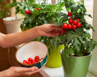 Plante mudas de tomate desse jeito para dobrar a colheita - truque de jardineiro experiente