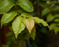 Como usar ora-pro-nóbis na cozinha: dicas e receita