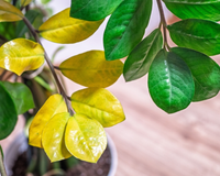 Apareceram folhas amarelas na minha zamioculca e um método inesperado salvou a minha planta em poucos dias
